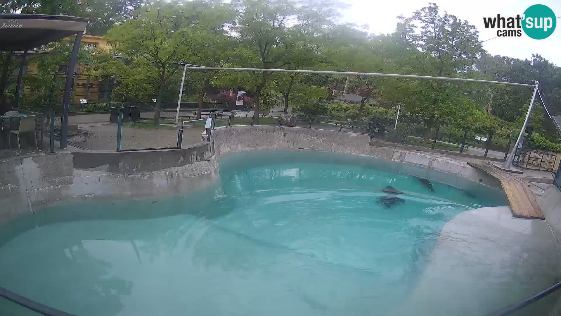 Zoo Zagreb – Kalifornijski morski lev
