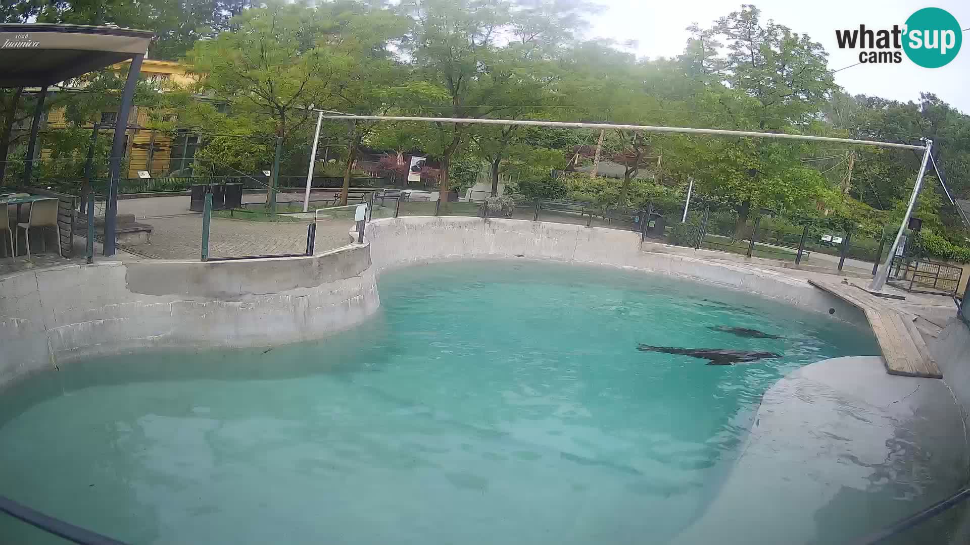 Zoo Zagreb – Otarie de Californie