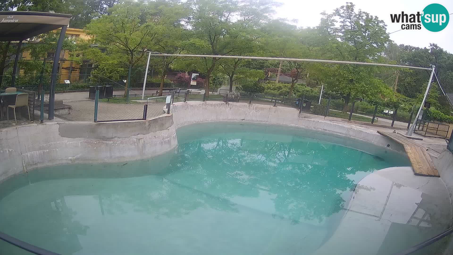 Zoo Zagreb – California Sea Lion