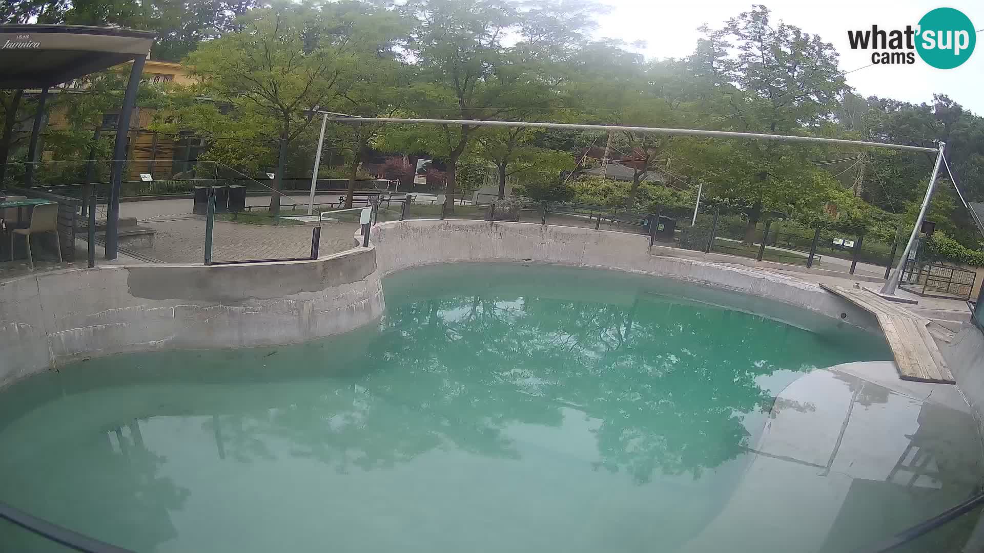 Zoo Zagreb – California Sea Lion