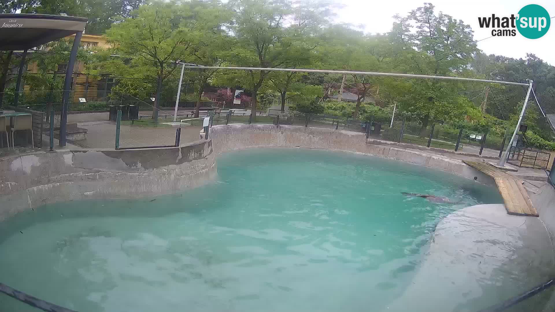 Zoo Zagreb – Kalifornijski morski lev