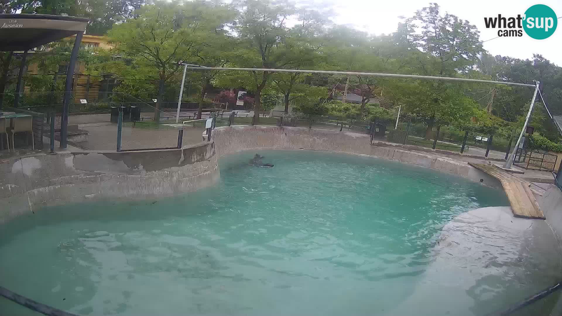 Zoo Zagreb – California Sea Lion