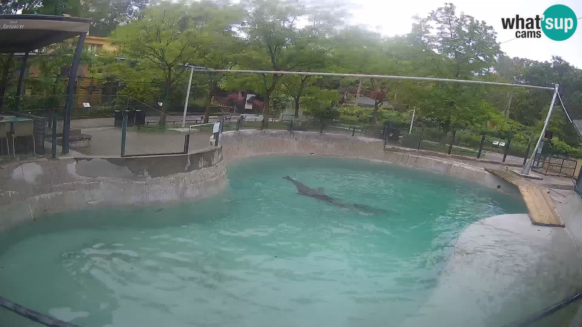 Zoo Zagreb – Kalifornijski morski lav