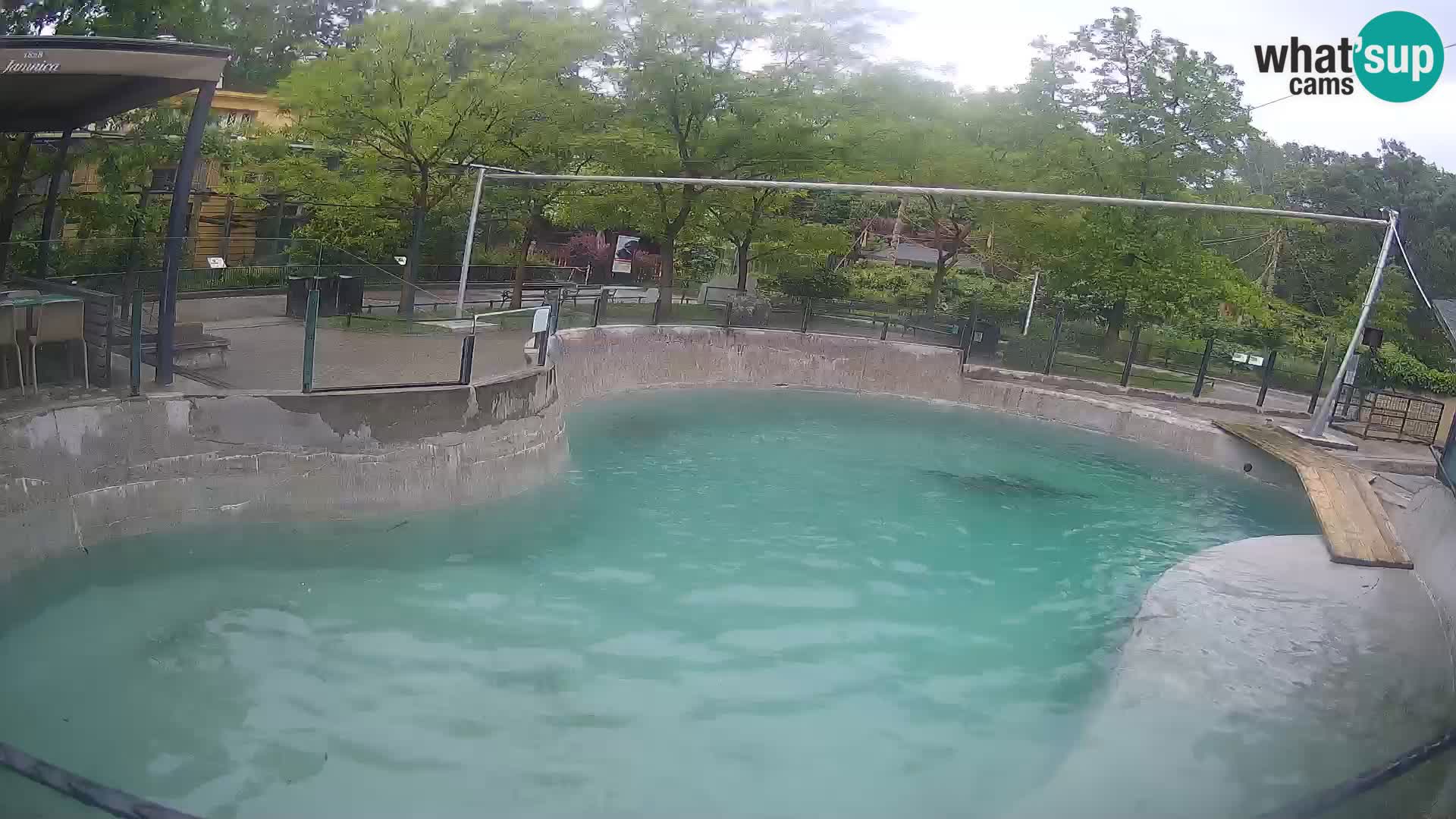 Zoo Zagreb – California Sea Lion