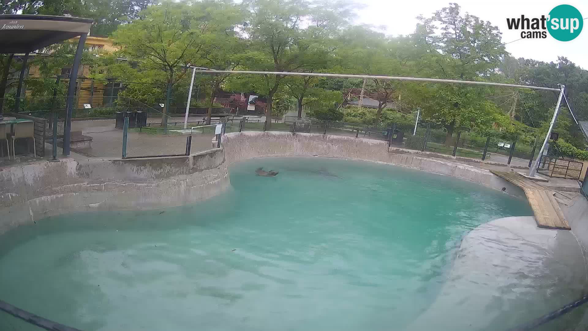 Zoo Zagreb – Kalifornijski morski lav