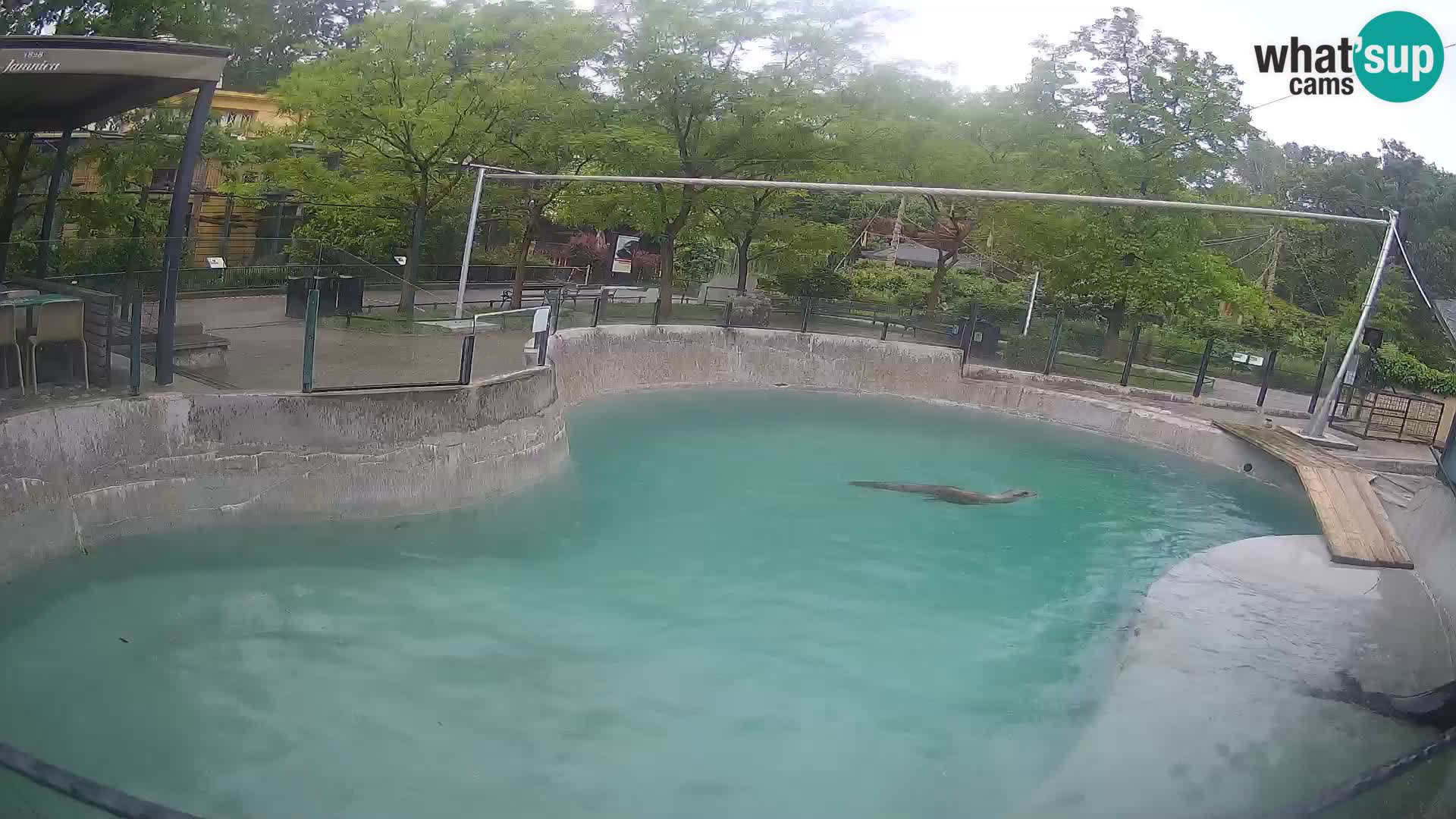 Zoo Zagreb – Kalifornischer Seelöwe