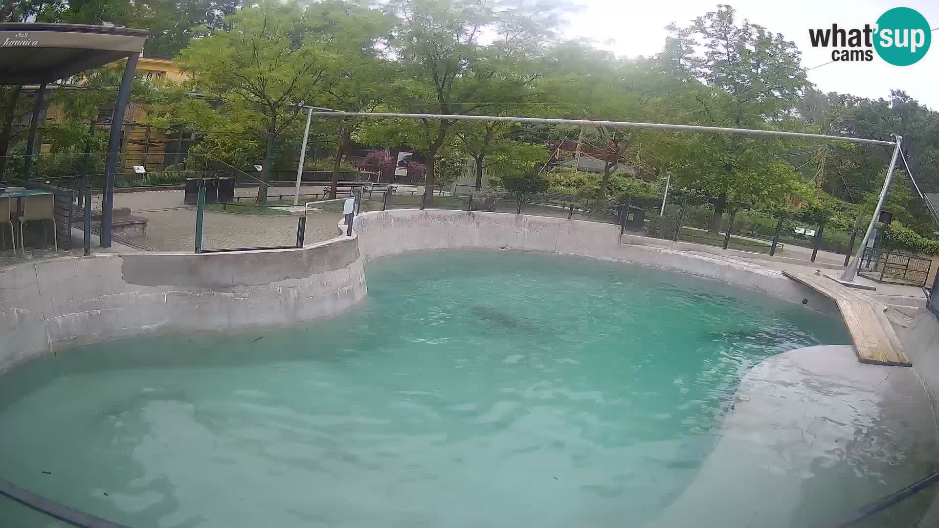 Zoo Zagreb –  León marino de California