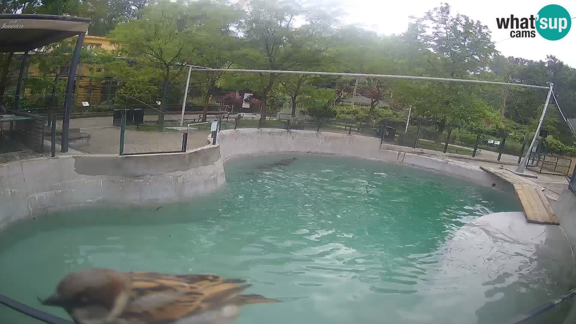Zoo Zagreb – Kalifornischer Seelöwe