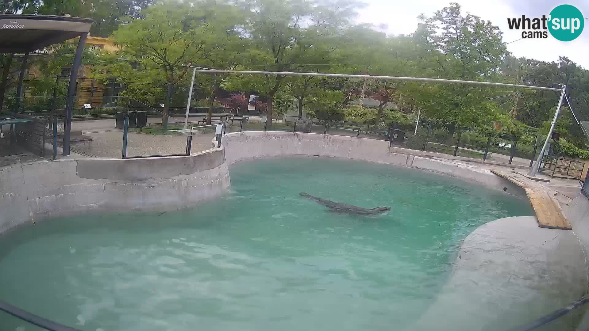 Zoo Zagreb – Kalifornischer Seelöwe