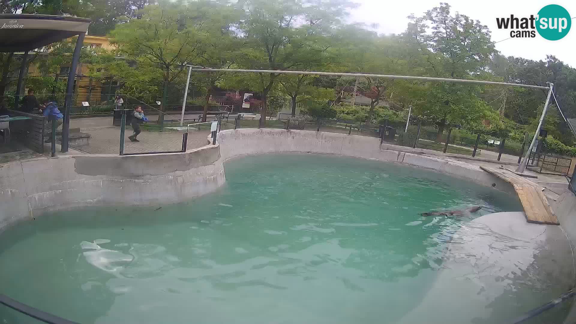 Zoo Zagreb – Kalifornischer Seelöwe