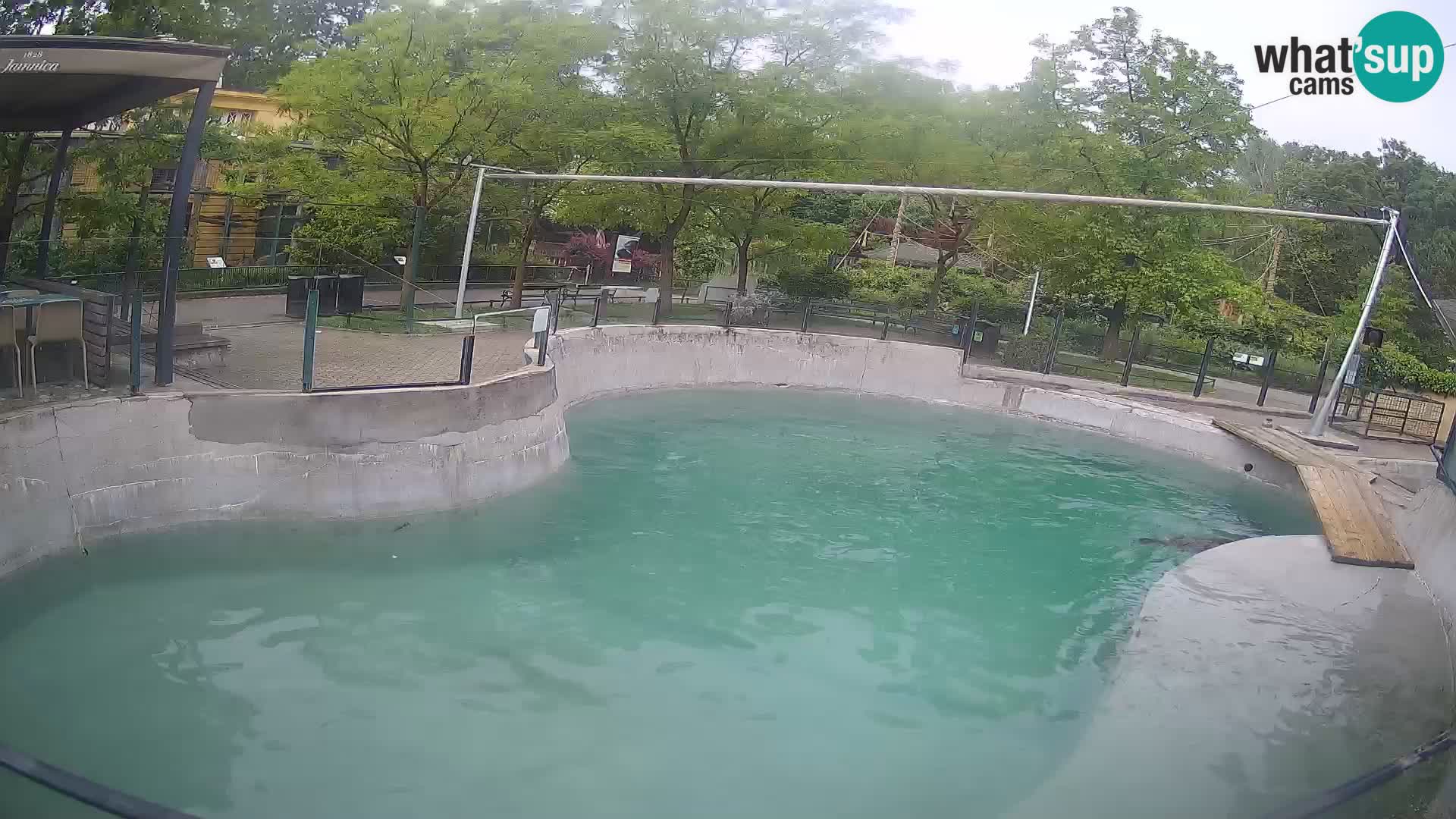 Zoo Zagreb – California Sea Lion