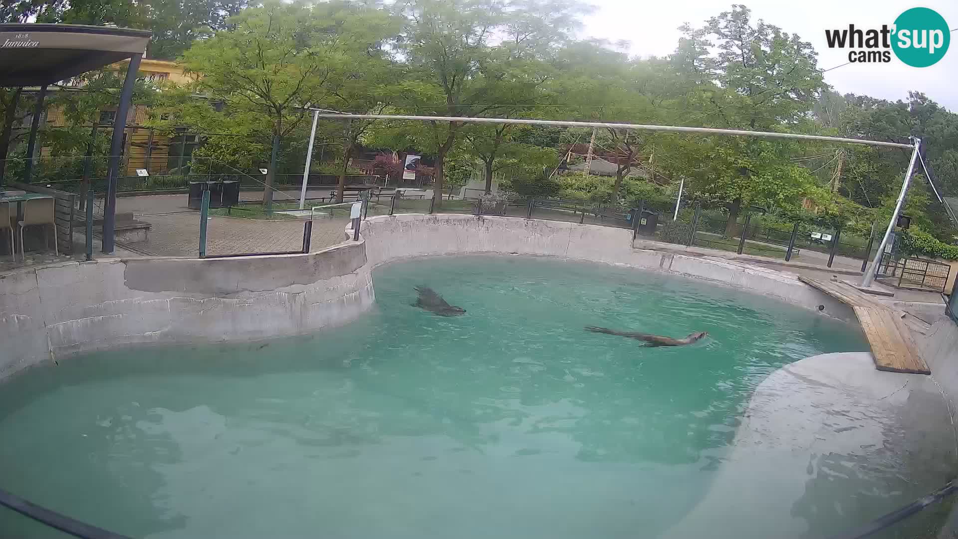 Zoo Zagreb – California Sea Lion