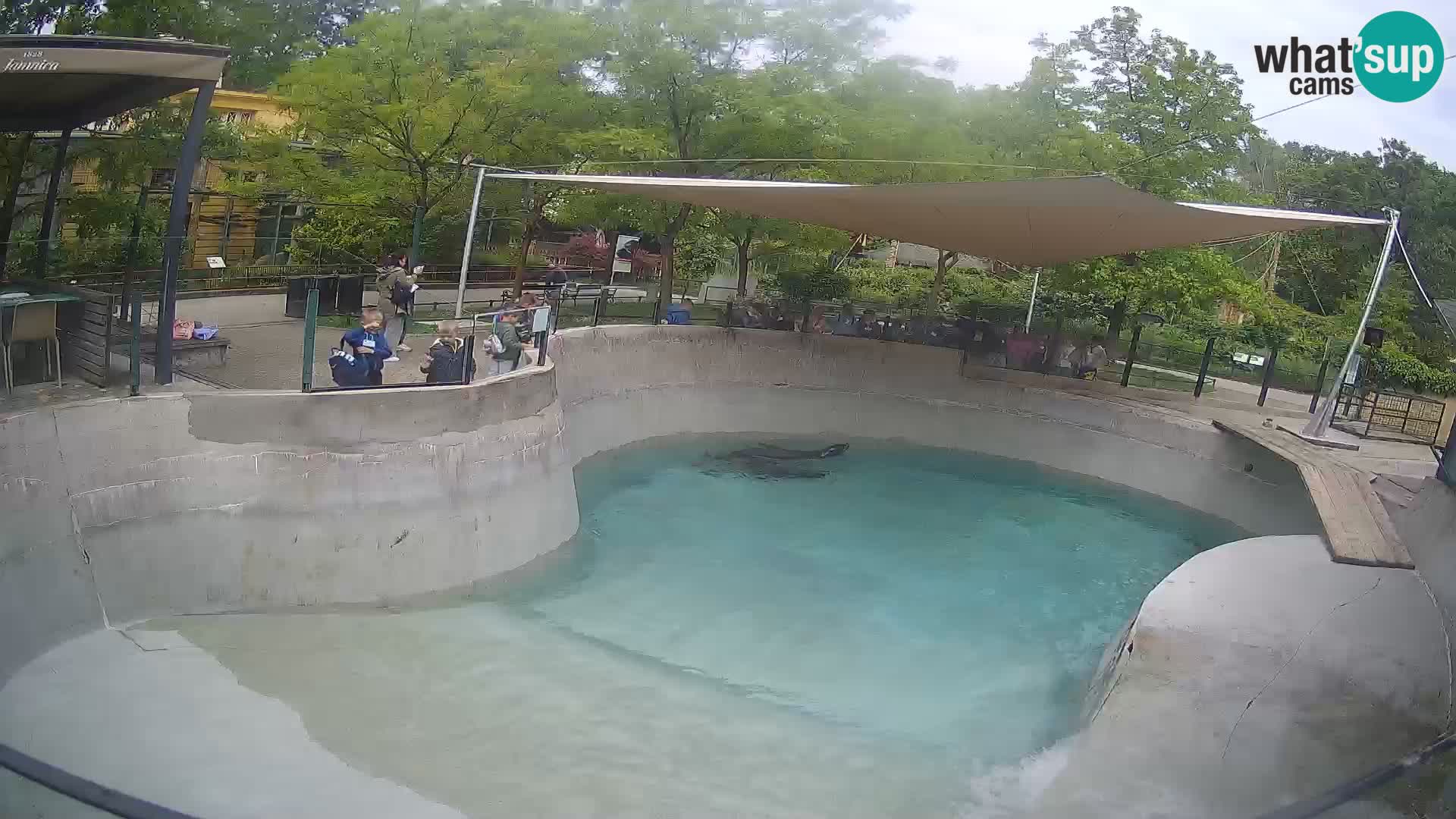 Zoo Zagreb – Kalifornischer Seelöwe