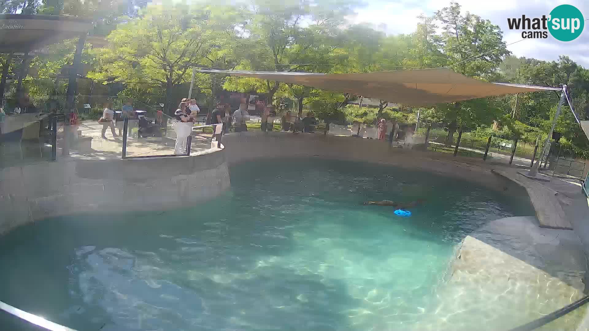 Zoo Zagreb – Otaria della California
