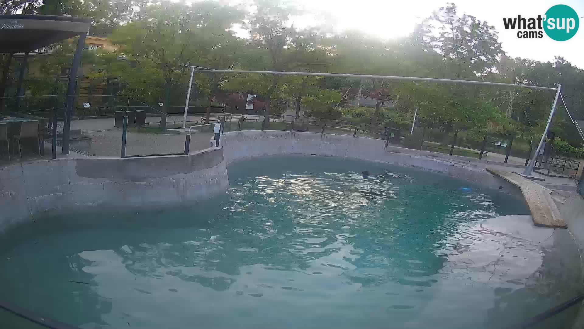Zoo Zagreb – California Sea Lion