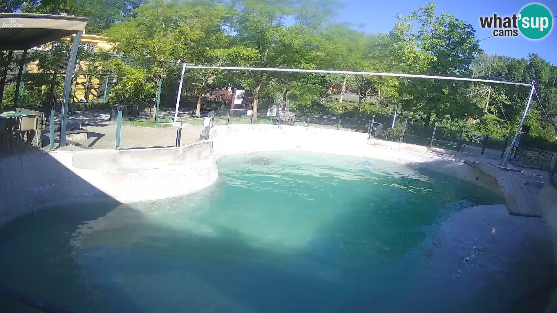 Zoo Zagreb – California Sea Lion