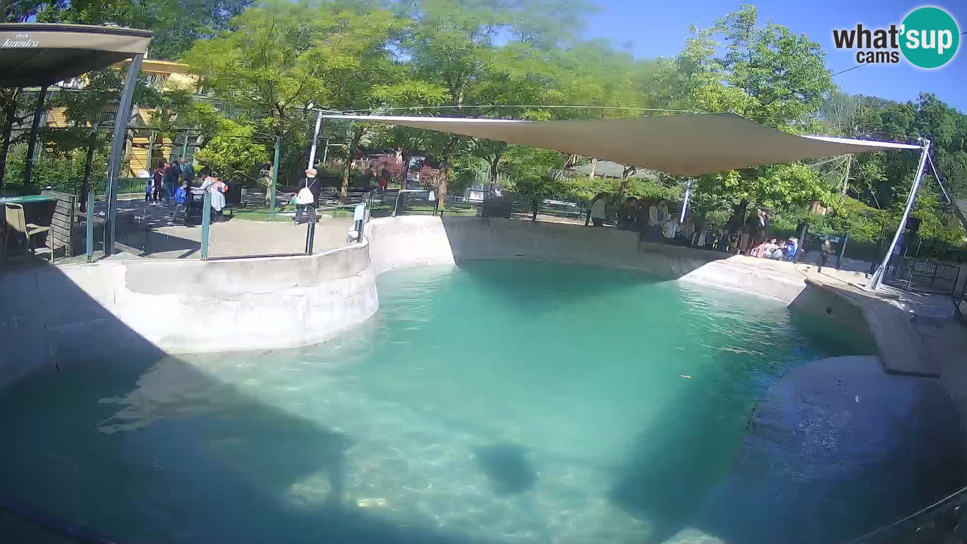 Zoo Zagreb –  León marino de California