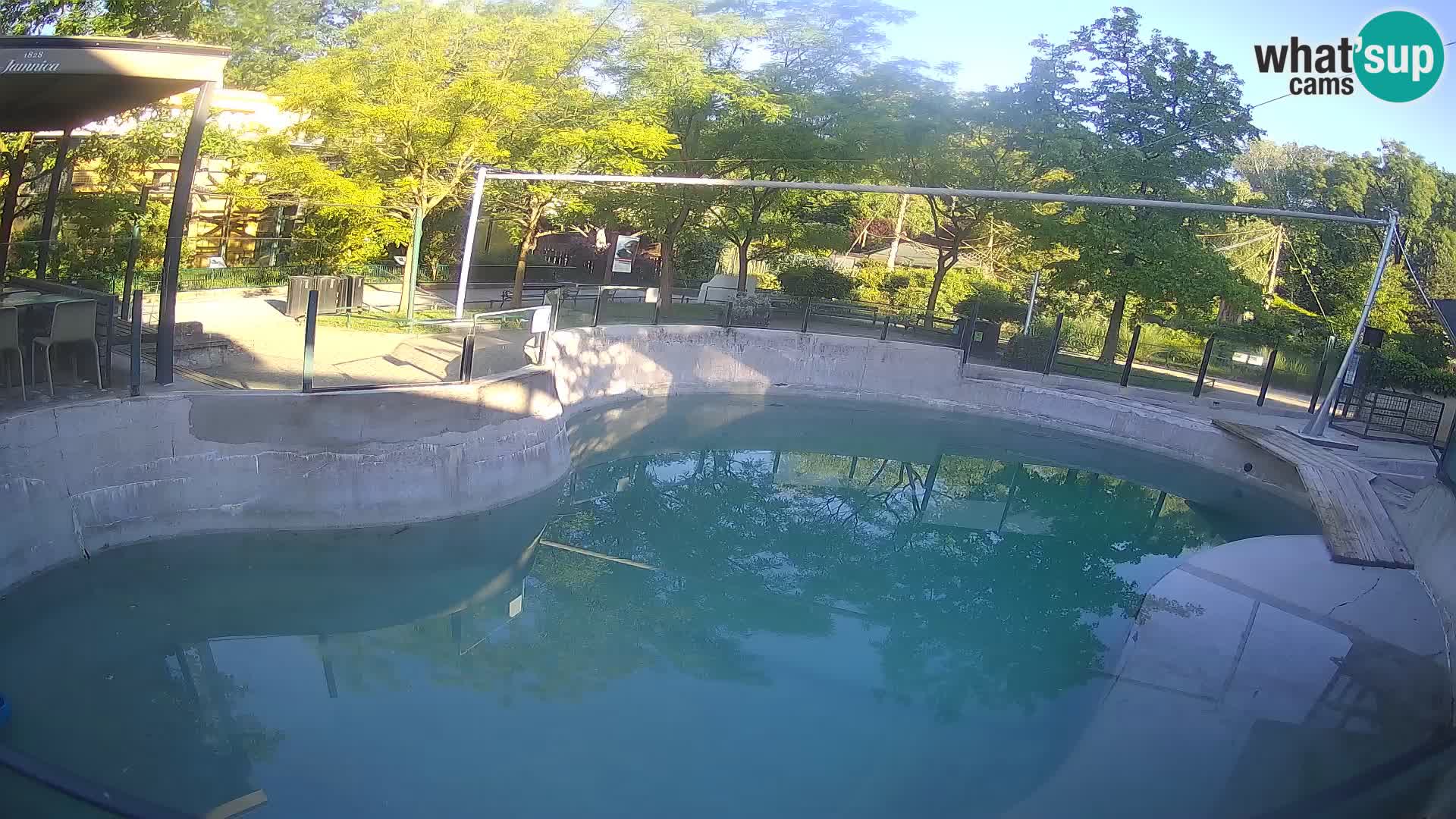 Zoo Zagreb – California Sea Lion
