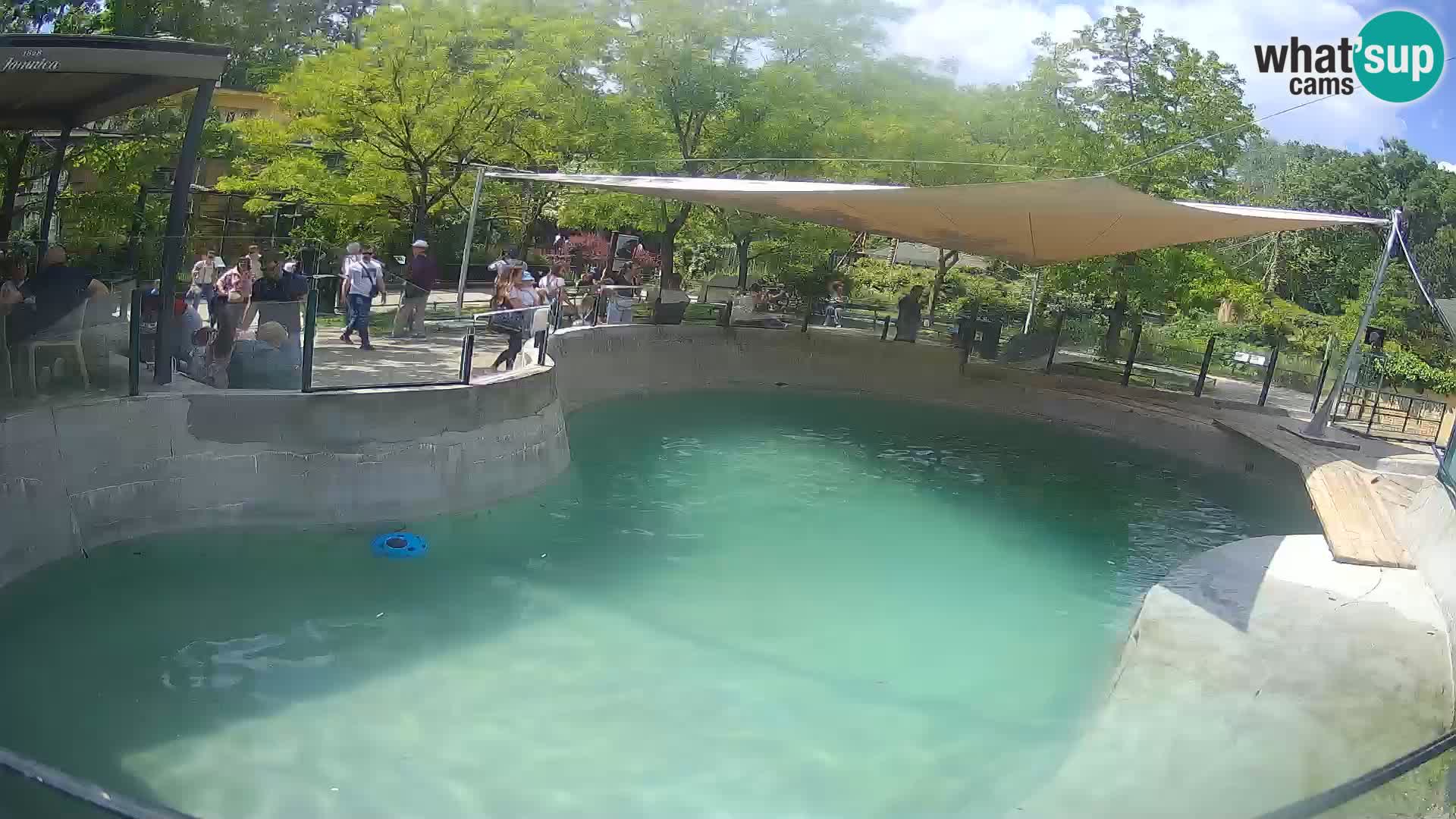 Zoo Zagreb – California Sea Lion