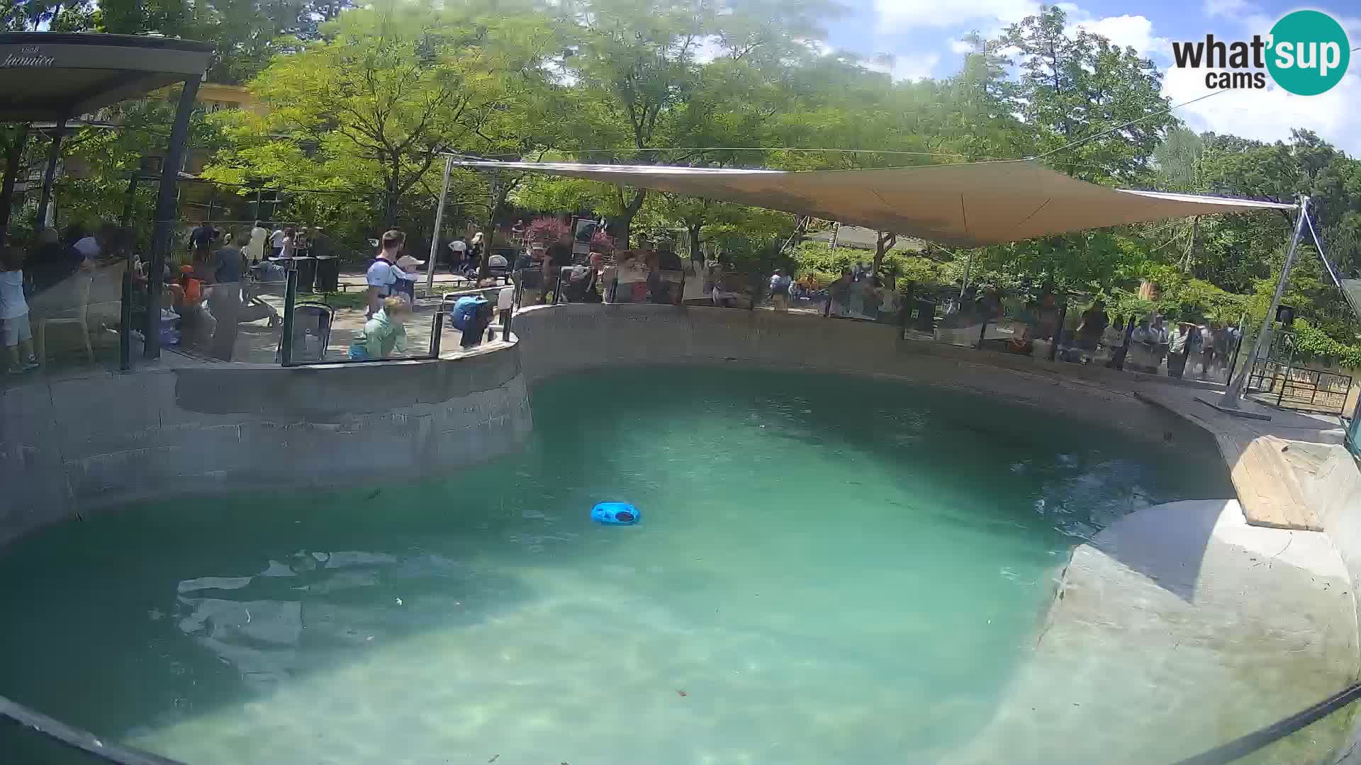 Zoo Zagreb – California Sea Lion