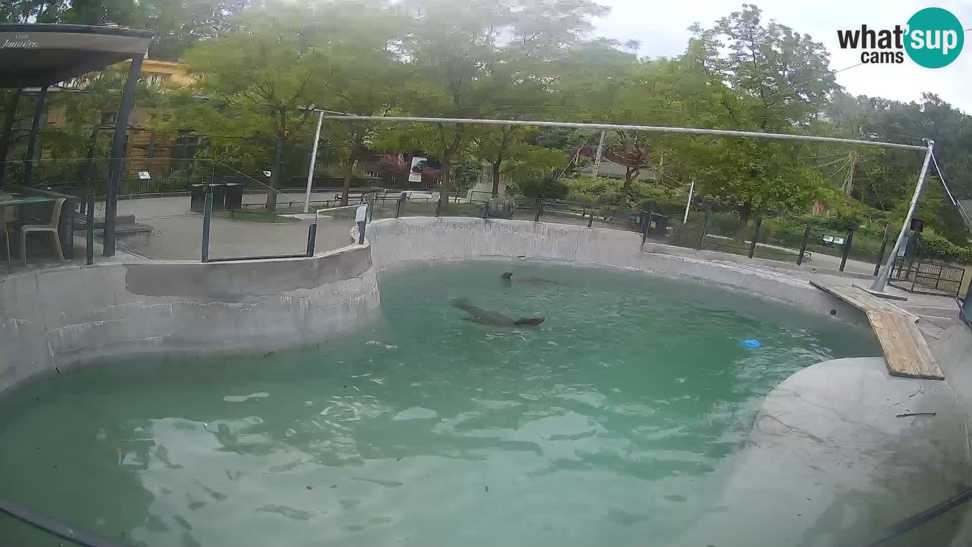 Zoo Zagreb – Otarie de Californie