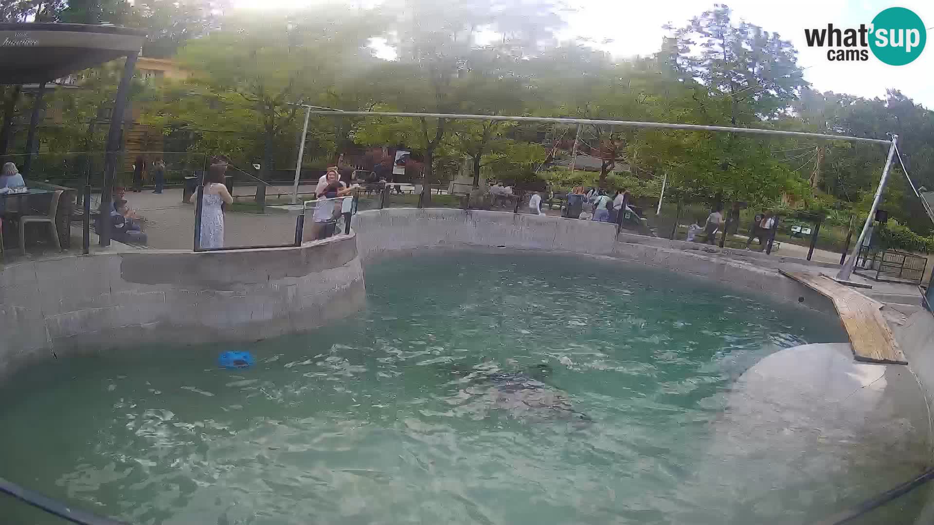 Zoo Zagreb – Kalifornijski morski lav