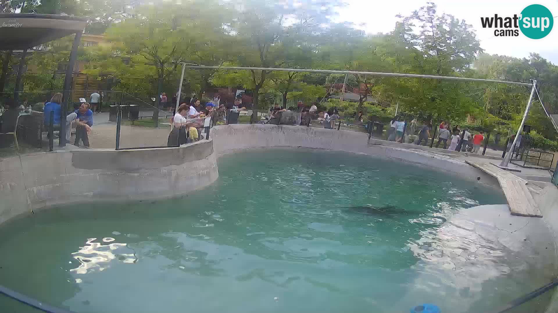 Zoo Zagreb – Kalifornijski morski lav