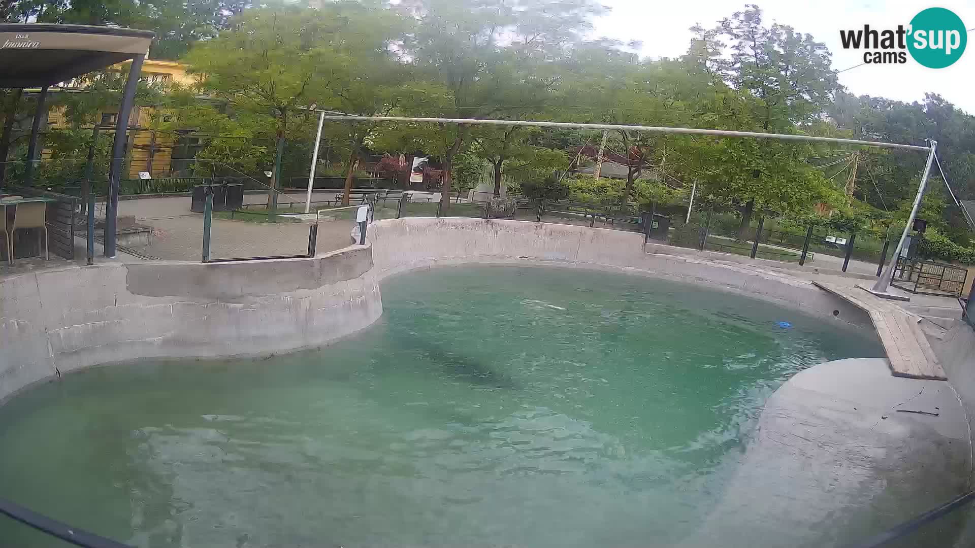 Zoo Zagreb – California Sea Lion