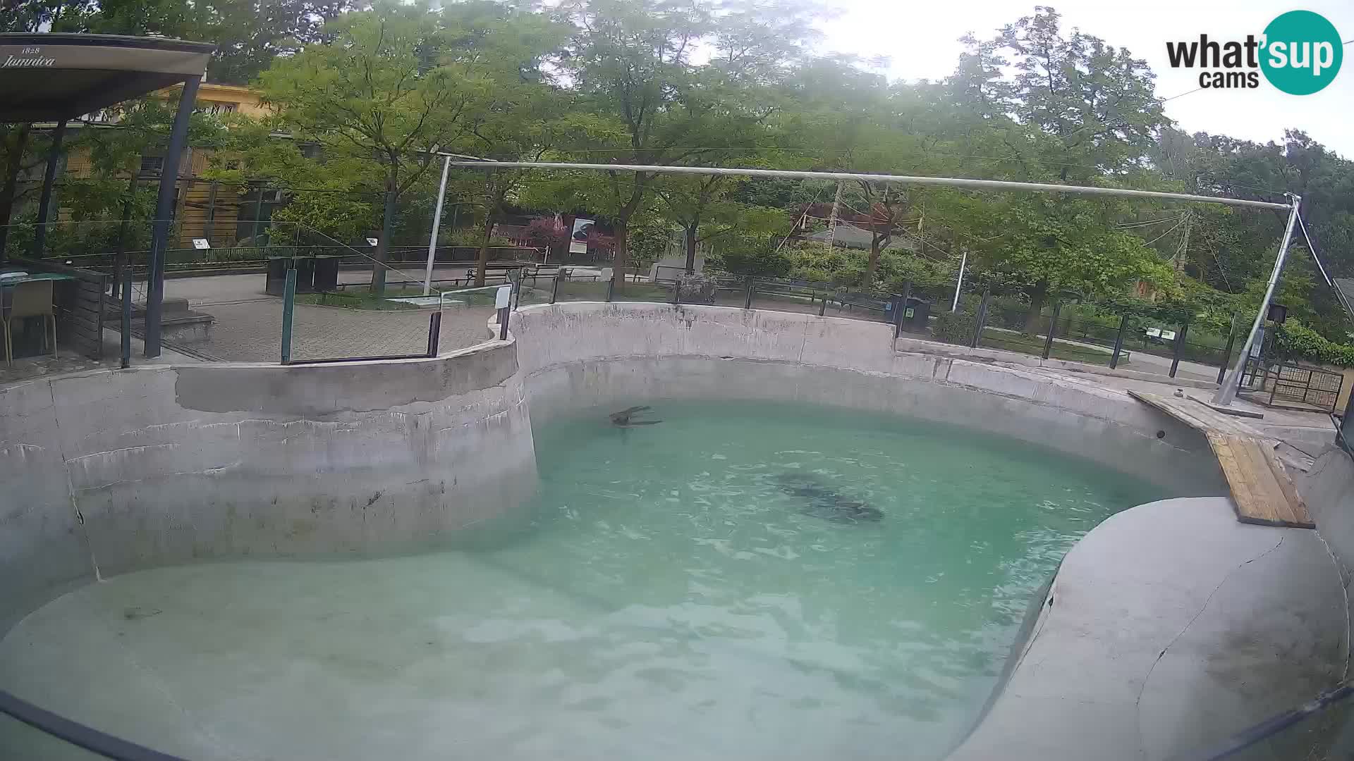 Zoo Zagreb – Otaria della California