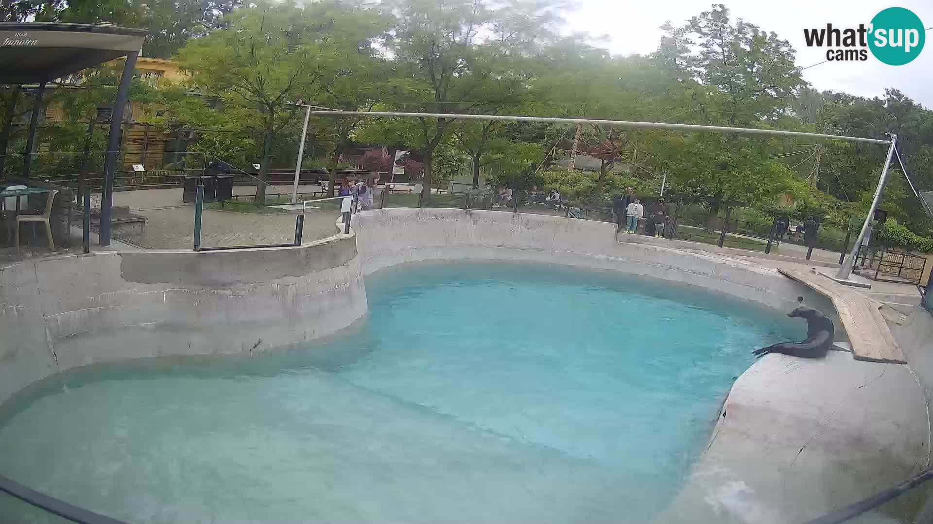 Zoo Zagreb – Kalifornijski morski lev
