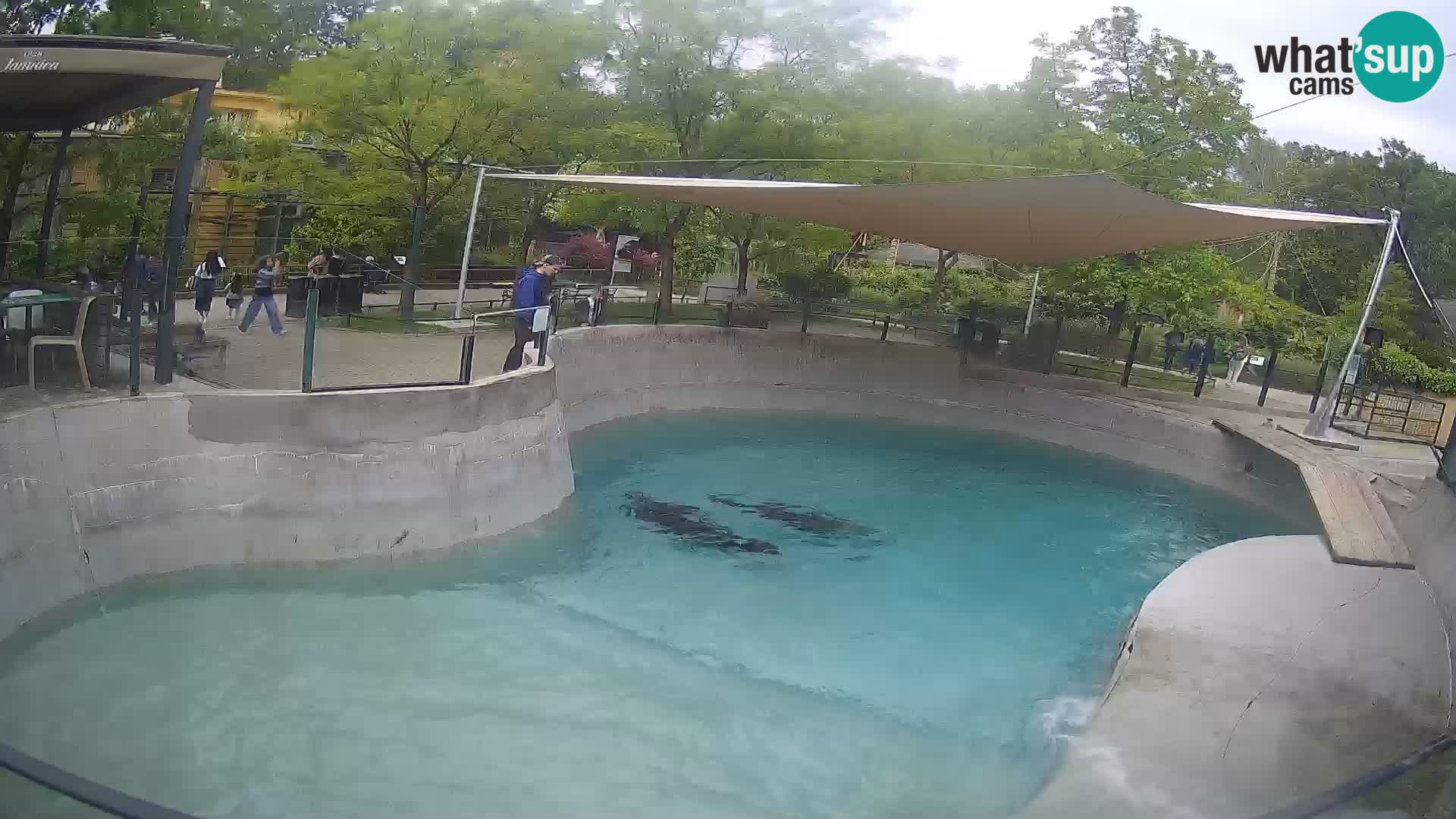 Zoo Zagreb – Kalifornijski morski lav