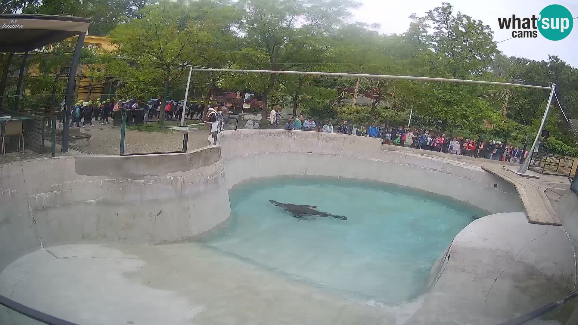Zoo Zagreb – California Sea Lion