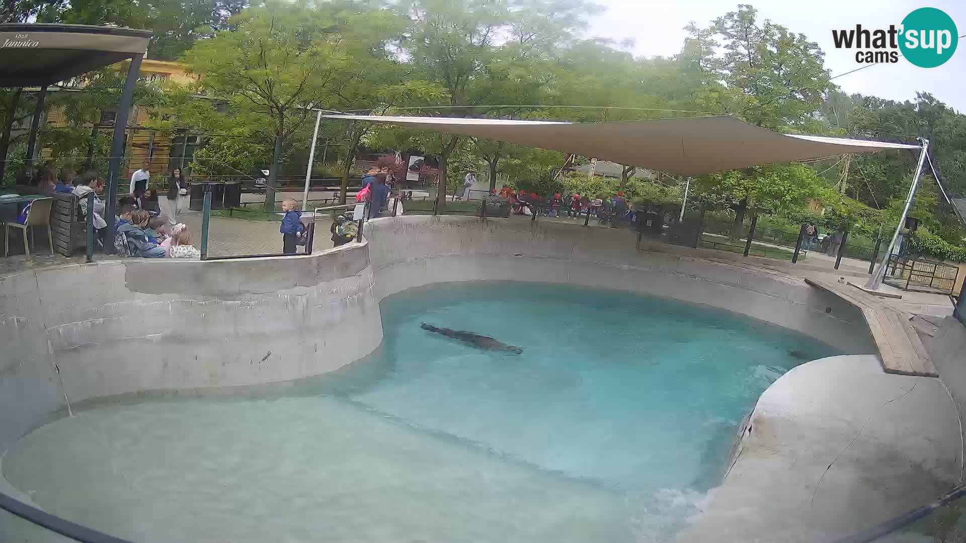 Zoo Zagreb – Otaria della California