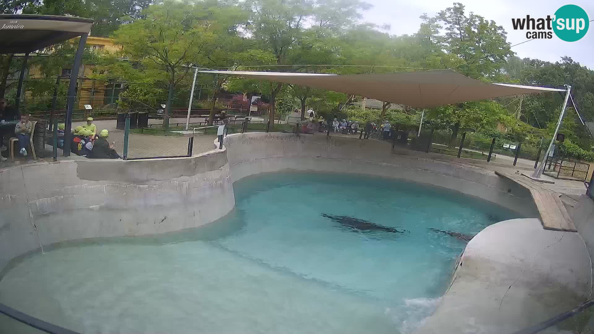 Zoo Zagreb –  León marino de California