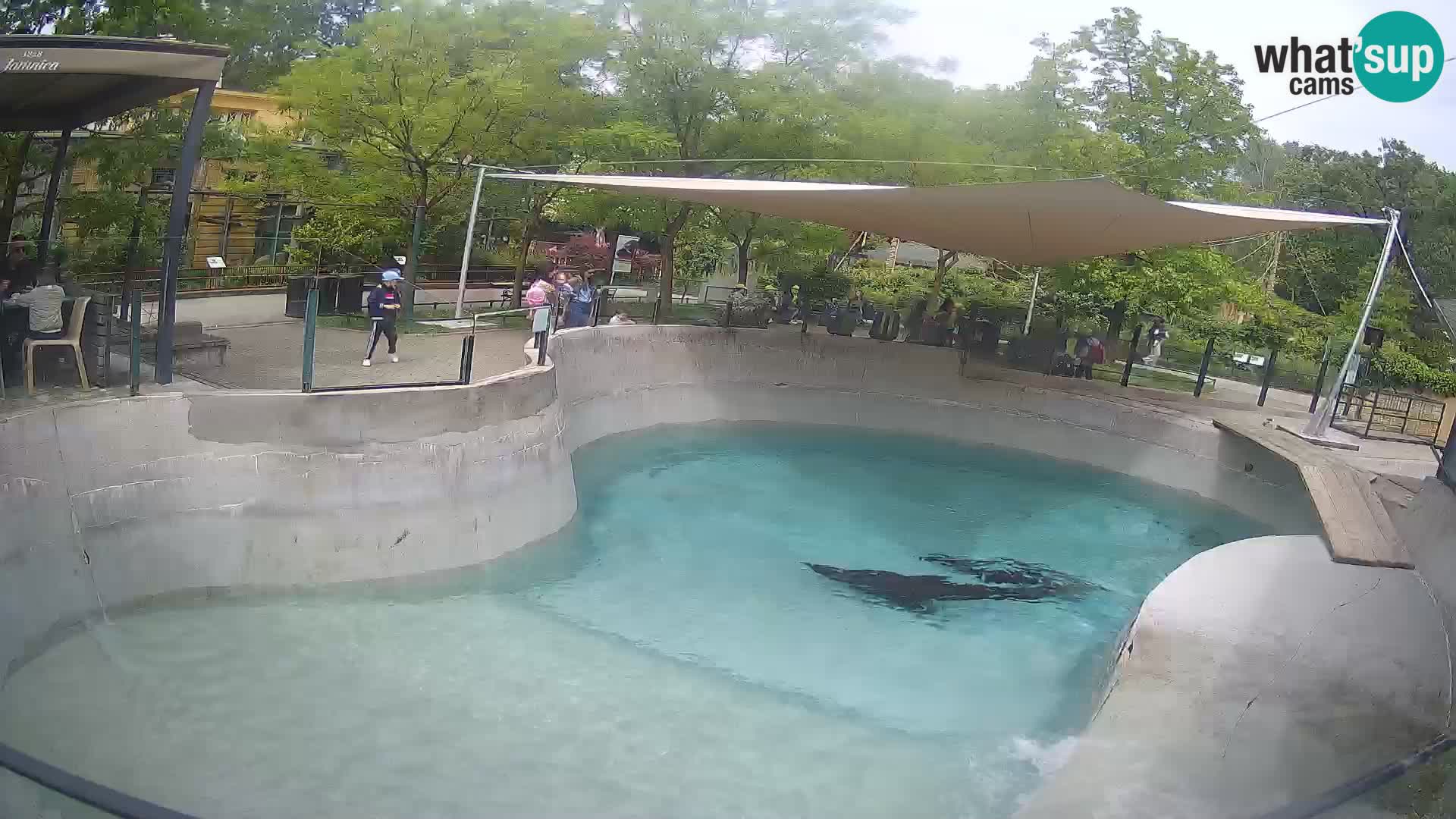 Zoo Zagreb –  León marino de California