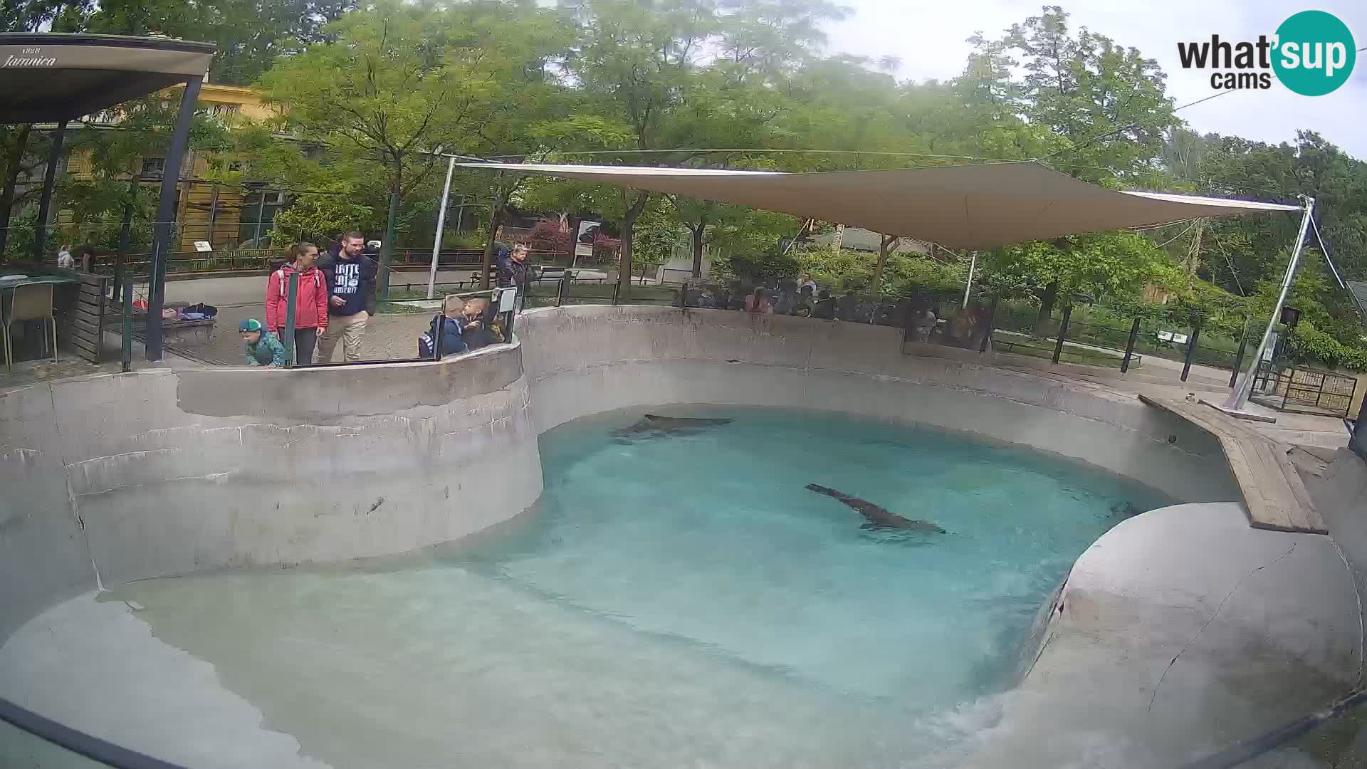 Zoo Zagreb – Kalifornischer Seelöwe
