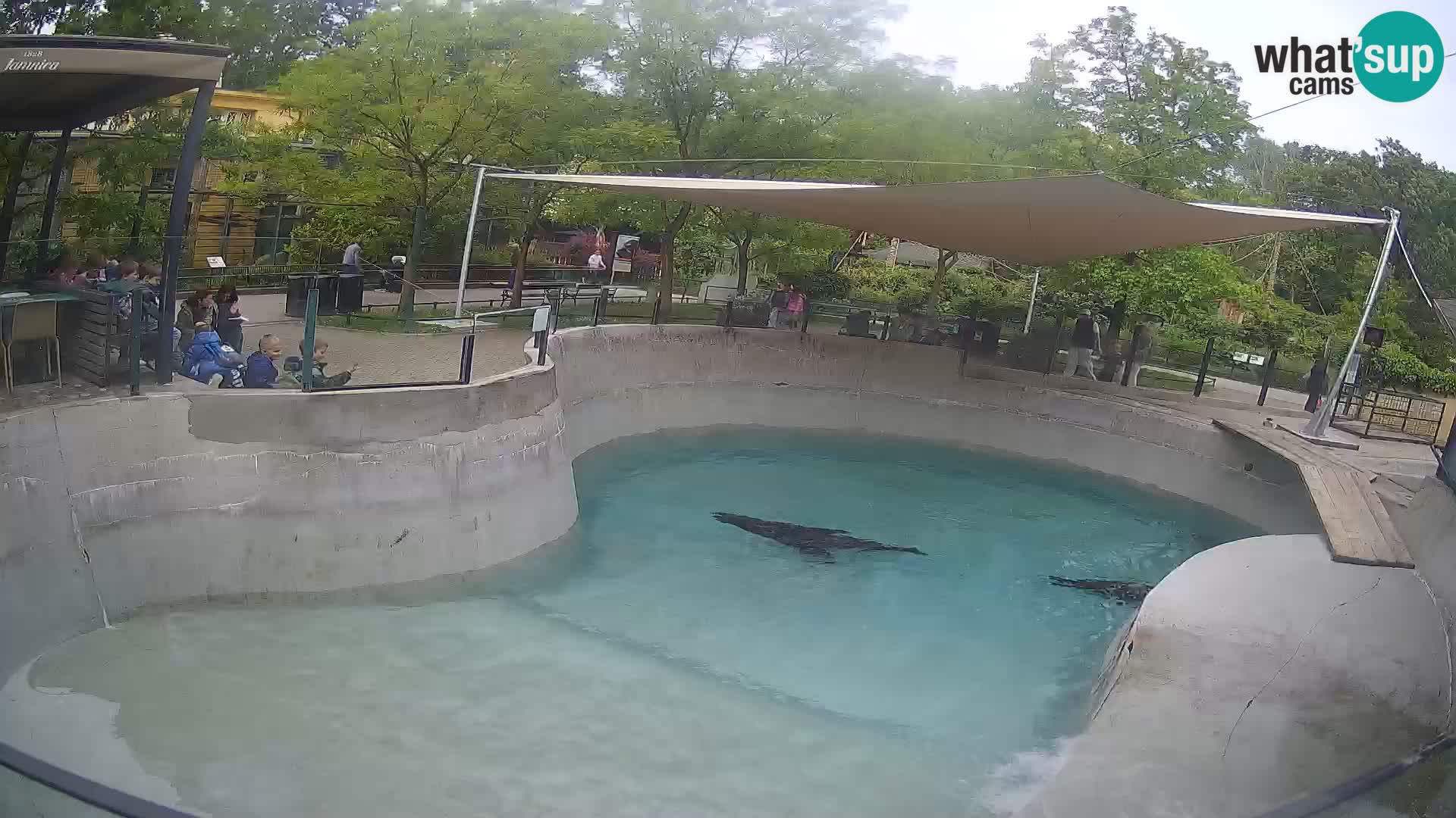 Zoo Zagreb –  León marino de California