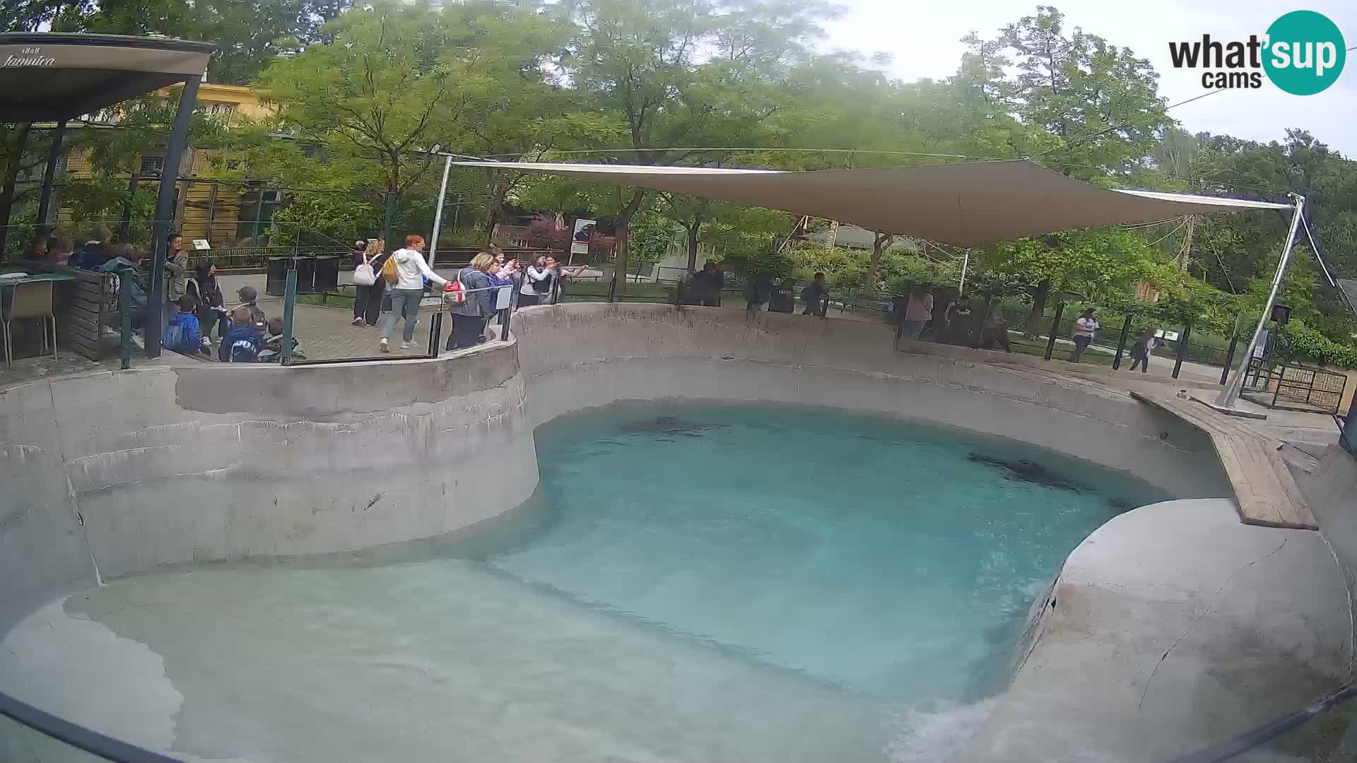 Zoo Zagreb – California Sea Lion