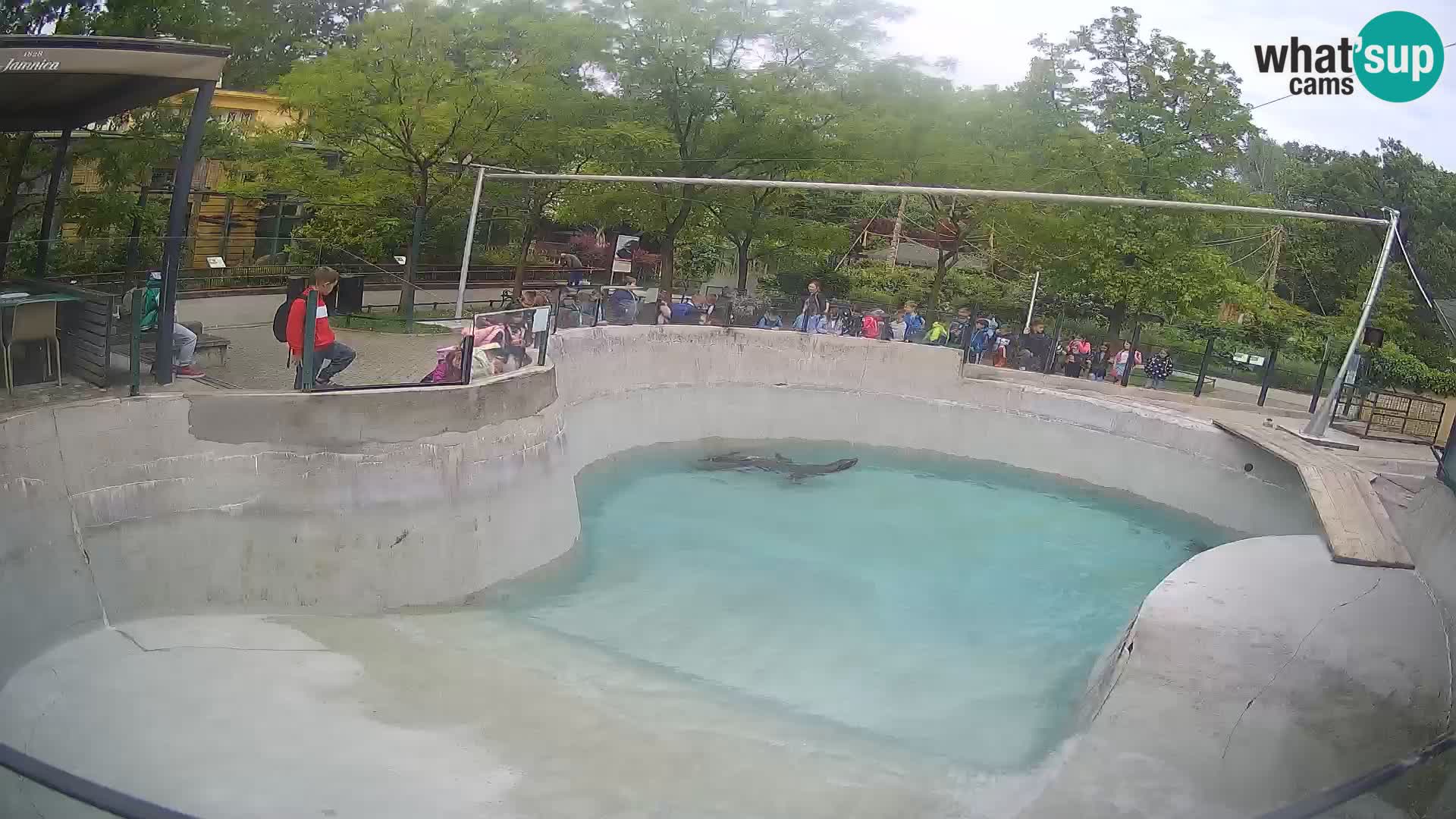 Zoo Zagreb – Otaria della California