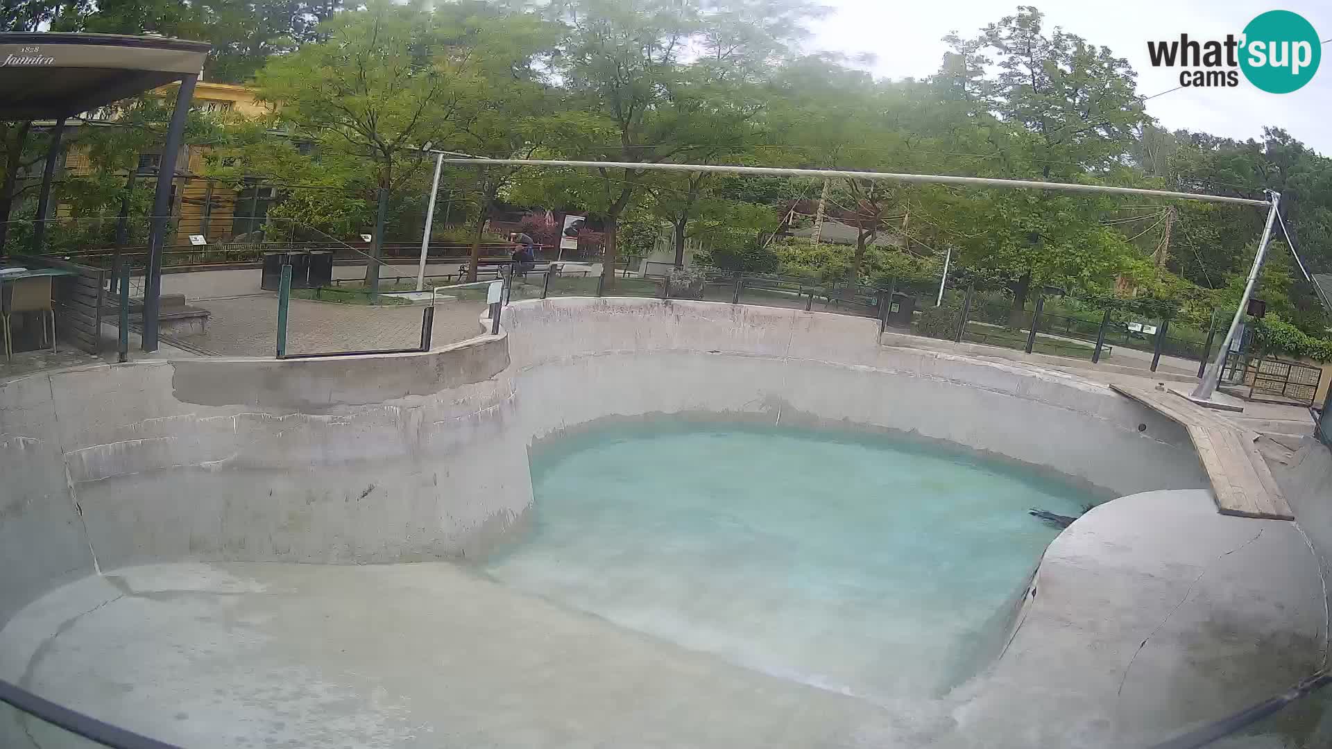 Zoo Zagreb – Kalifornijski morski lev