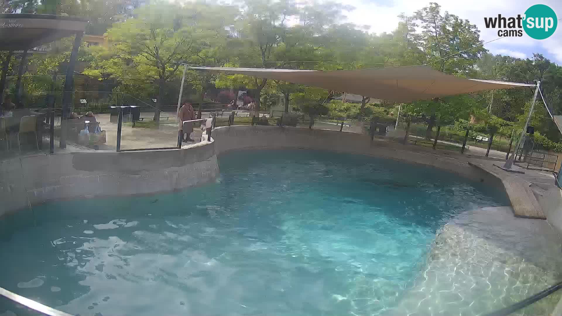 Zoo Zagreb – Kalifornischer Seelöwe