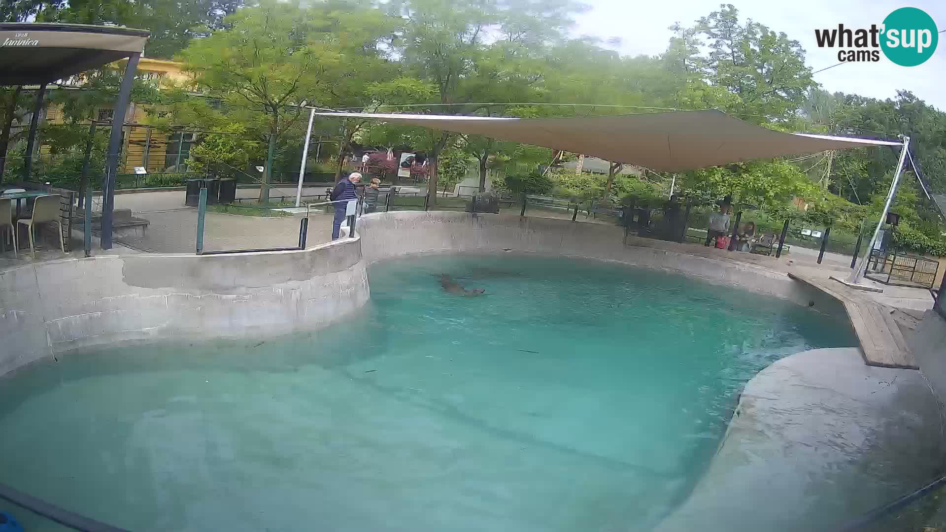 Zoo Zagreb – Otaria della California