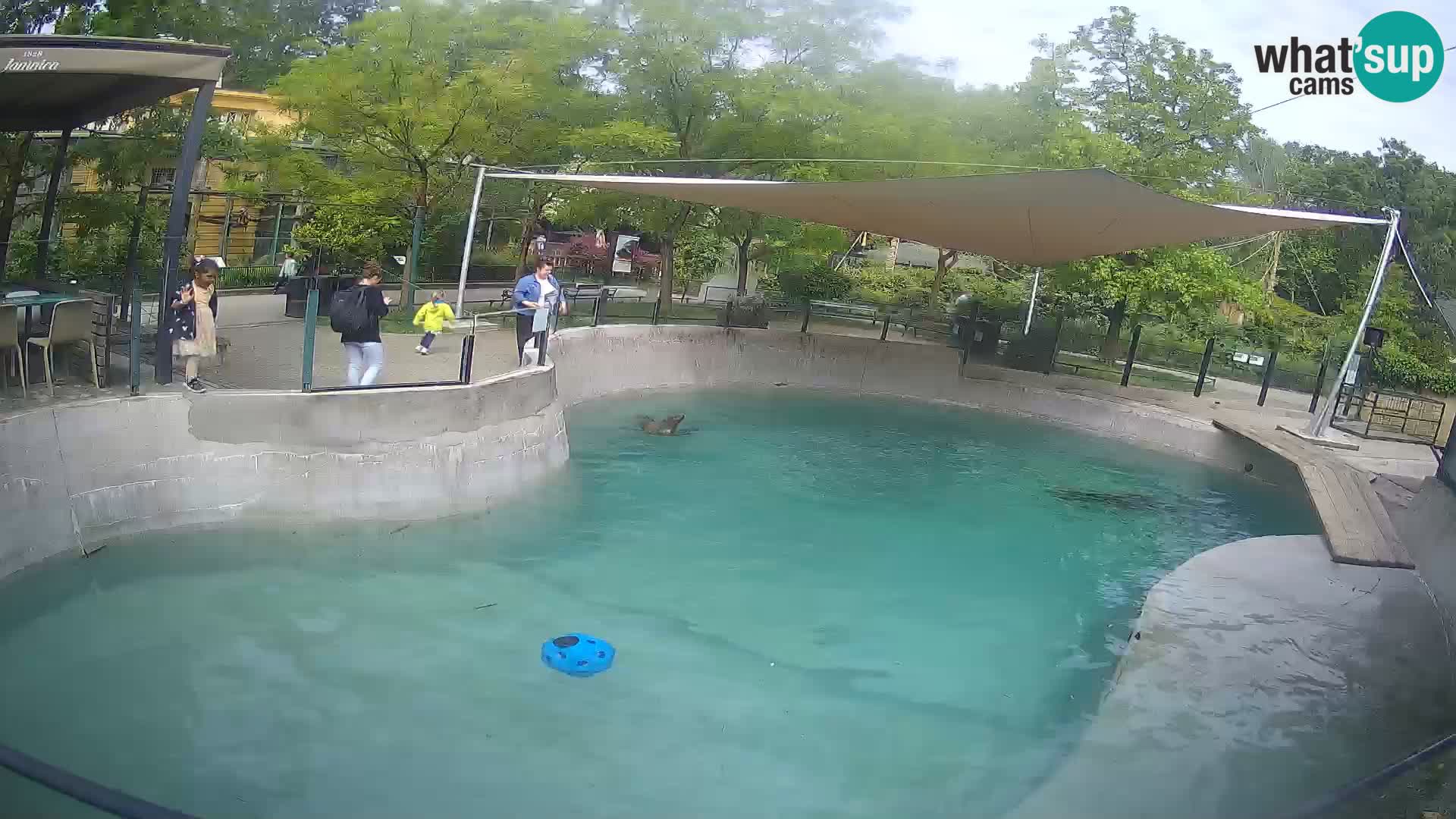 Zoo Zagreb –  León marino de California