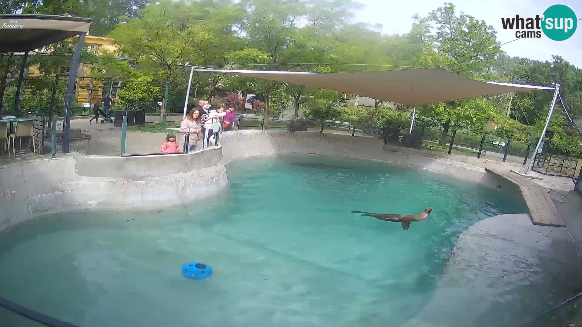 Zoo Zagreb – Kalifornischer Seelöwe
