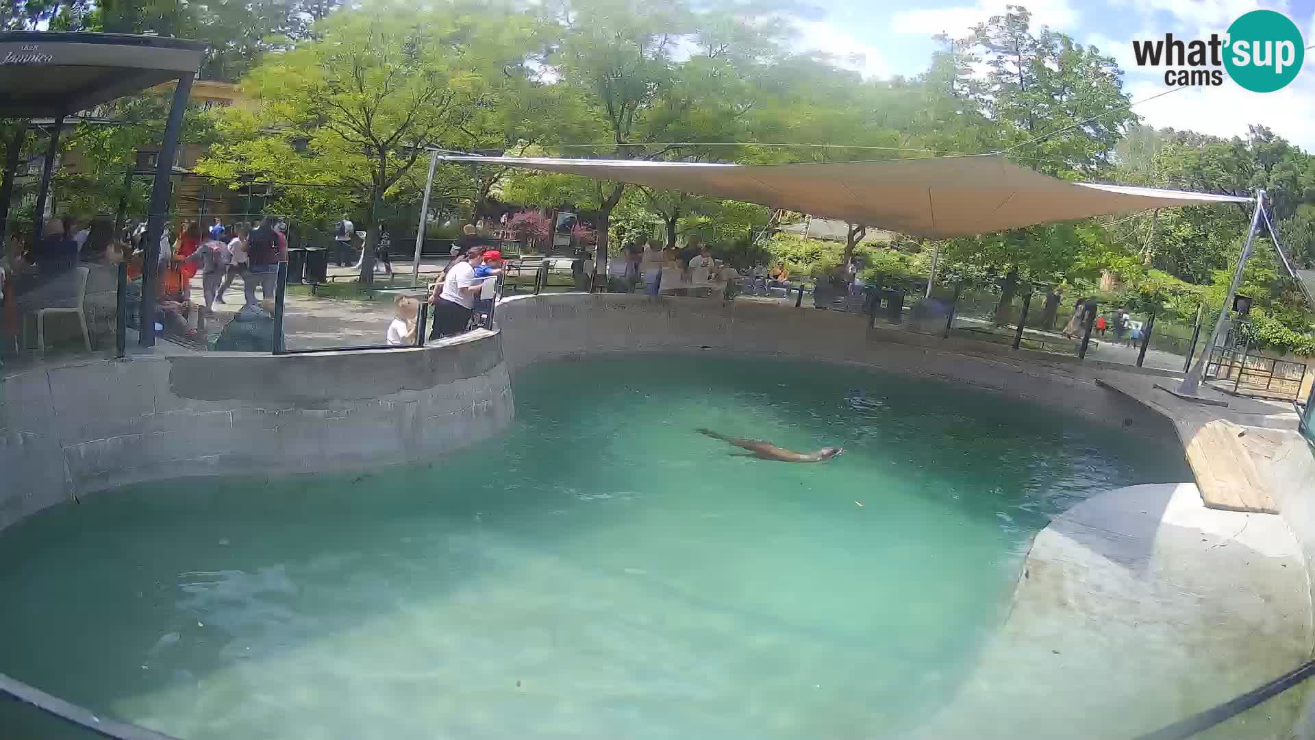 Zoo Zagreb –  León marino de California