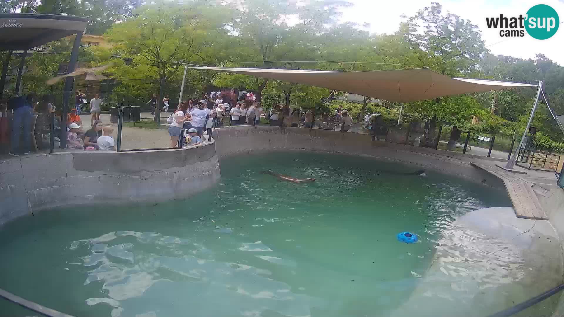 Zoo Zagreb – California Sea Lion
