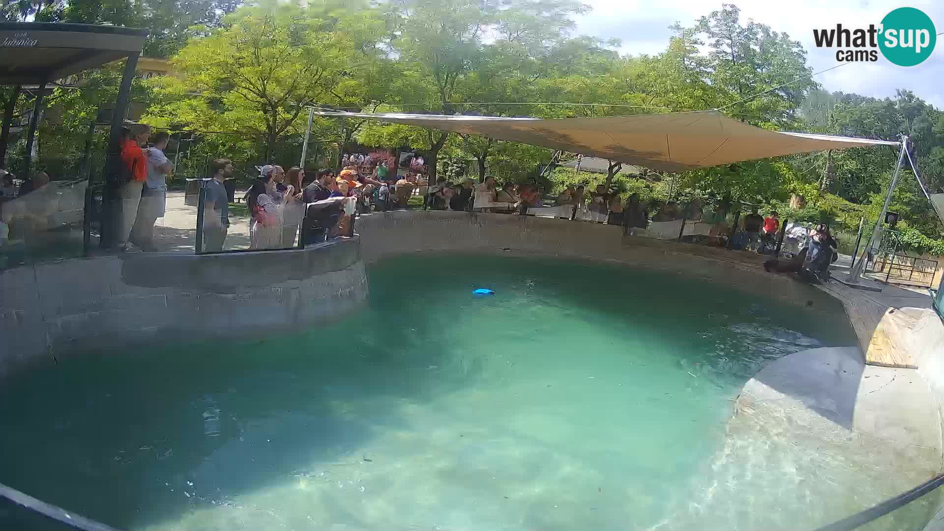 Zoo Zagreb – Kalifornischer Seelöwe