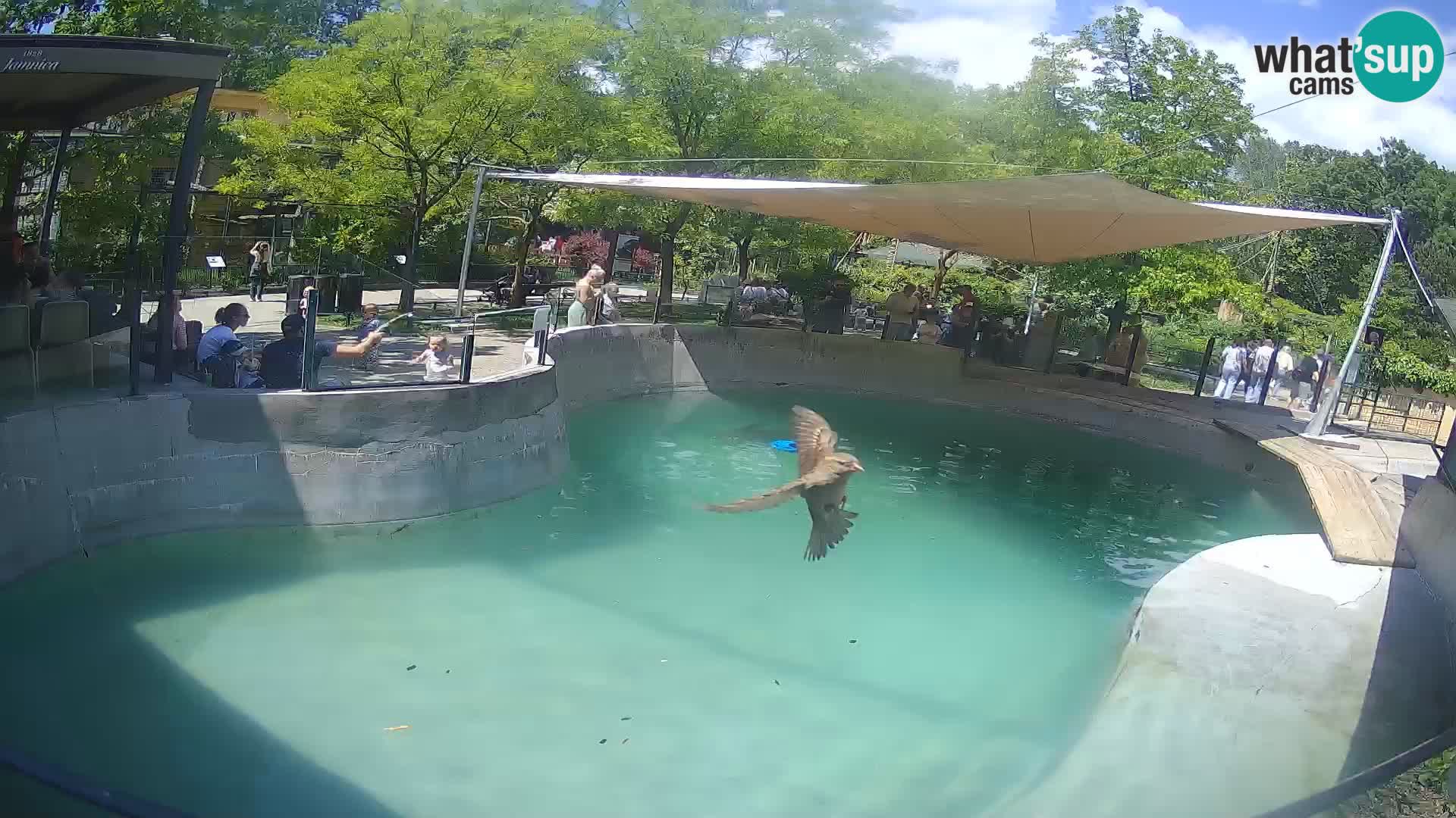 Zoo Zagreb – Otaria della California