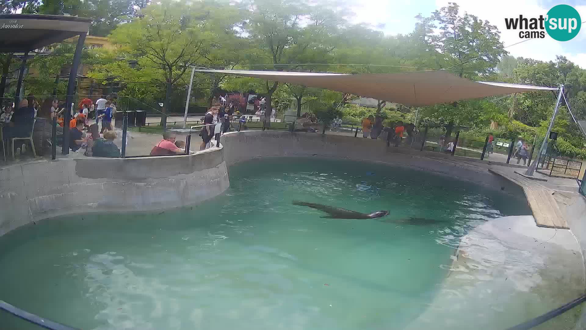 Zoo Zagreb – California Sea Lion