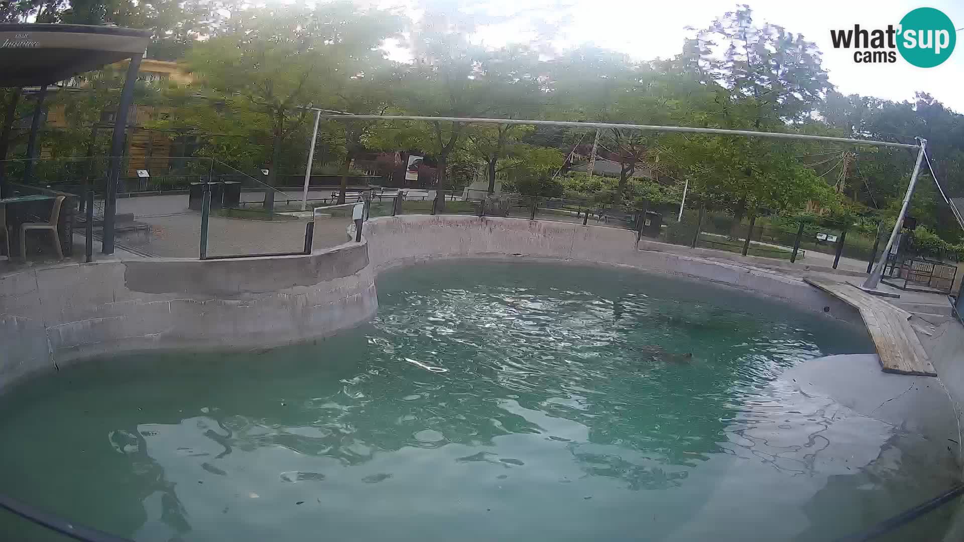 Zoo Zagreb – California Sea Lion